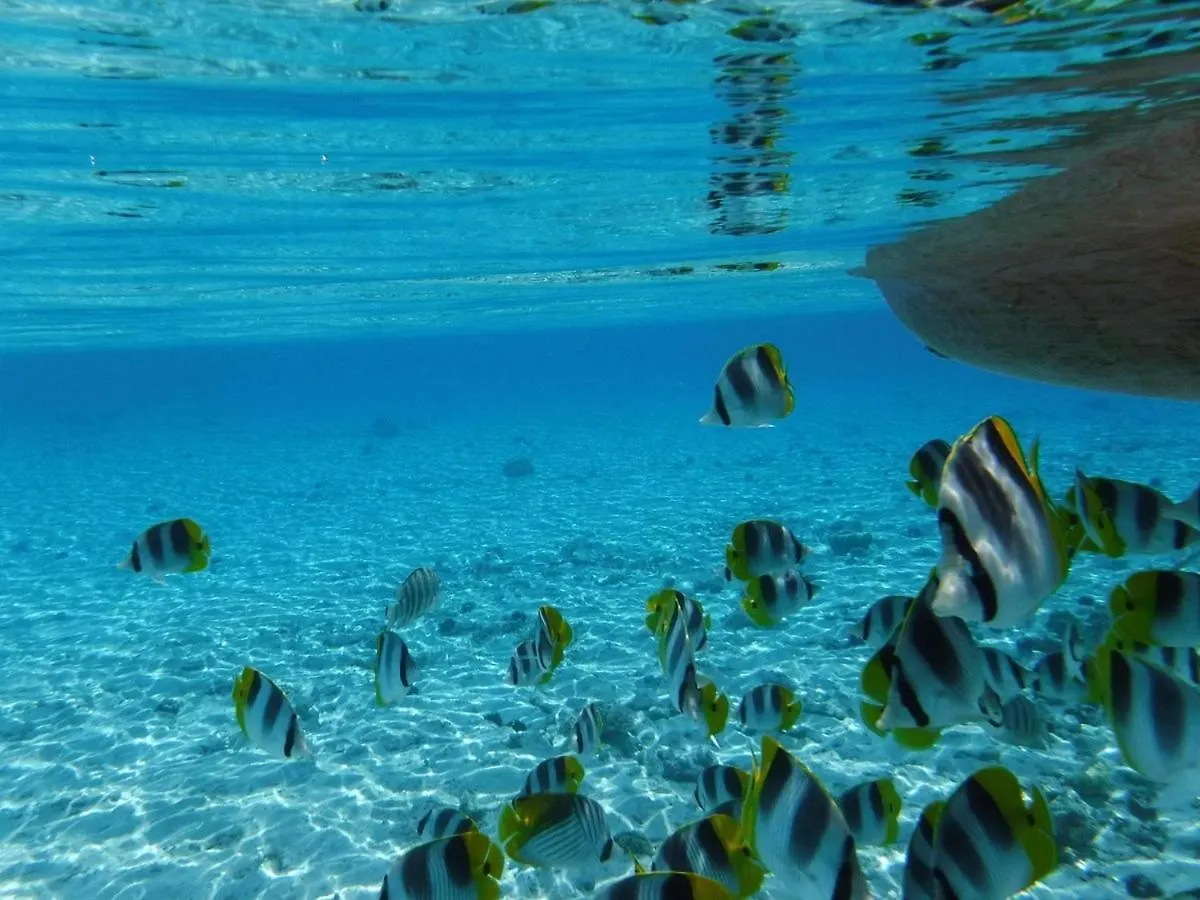 Aparthotel Love Island Bora Bora